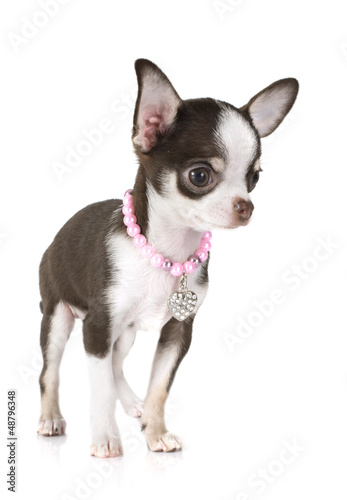 Photo: puppy chihuahua puppy chihuahua