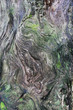 Wooden texture