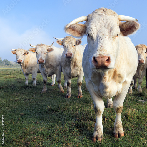 Photo: cows square cows square