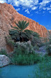 Oasis of Nefta, Chebika, between canyons and green palm trees