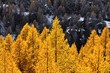 Forêt de parc national