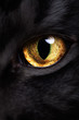 Photo: cat's-eye cat's-eye