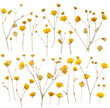 Foto: Dry yellow wildflowers Dry yellow wildflowers
