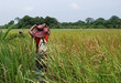 Promenade dans la savane africaine