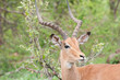 Impala