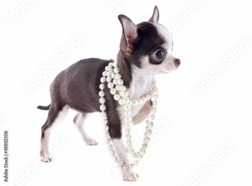 Photo: puppy chihuahua puppy chihuahua