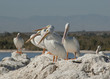 American white pelicans, the Salton sea