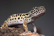 leopard gecko on a bark
