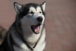 Portrait of  Siberian huskies, close to