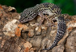 leopard gecko on a bark