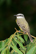 White-ringed Flycatcher (Conopias albovittatus)