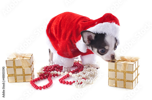 Photo: santa claus chihuahua santa claus chihuahua
