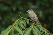 White-ringed Flycatcher (Conopias albovittatus)