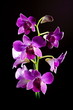 Purple orchid close up.