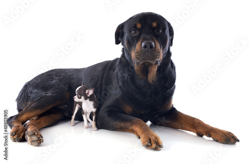 Photo: rottweiler and puppy chihuahua rottweiler and puppy chihuahua