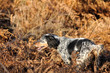 Photo: Jeune setter anglais à la chasse Jeune setter anglais à la chasse