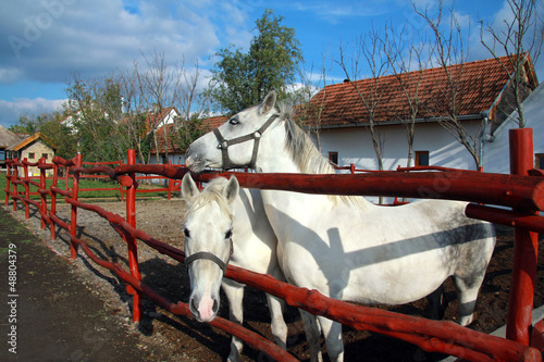 Photo: White horses on the farm White horses on the farm