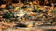 Tufted titmouse bird feeding in warm evening light.