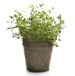 Foto: Thyme Herb Thyme Herb