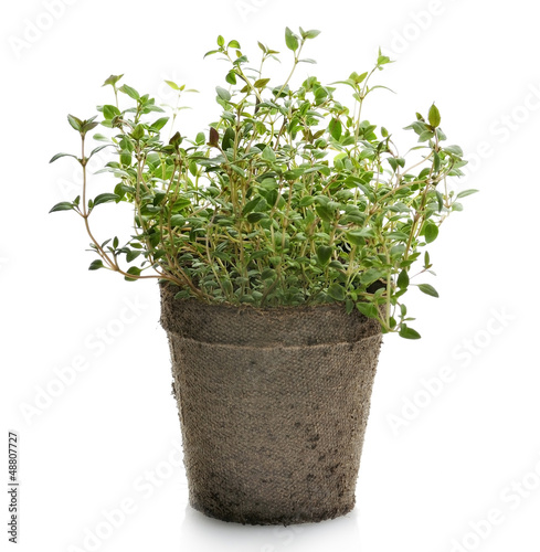 Photo: Thyme Herb Thyme Herb