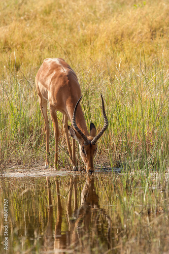 Photo: impala drink at a waterhole impala drink at a waterhole