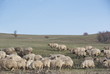 sheeps in the country near Viscri, Transylvania