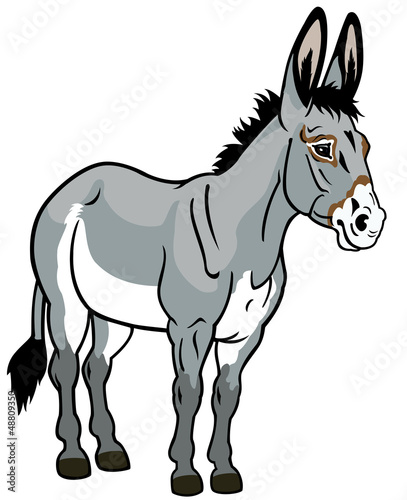 Vector: donkey on white donkey on white