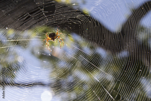 Photo: Spider Spider