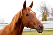 red horse