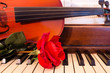 Rose on Piano Keys