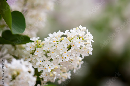 Photo: White lilac White lilac