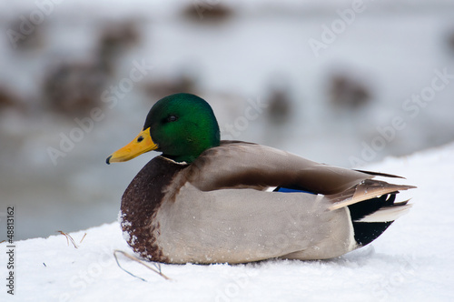 Photo: Mallard Mallard