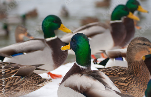 Photo: Mallard Mallard