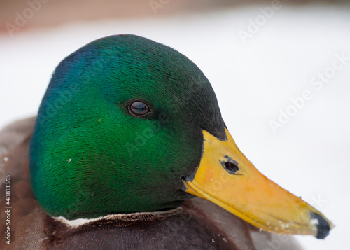 Photo: Mallard Mallard