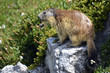 Alpine marmot (Marmota marmota) on rock