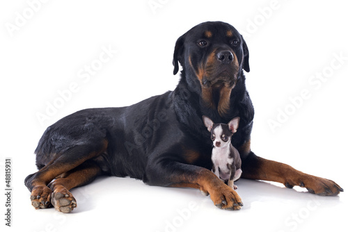 Photo: rottweiler and puppy chihuahua rottweiler and puppy chihuahua
