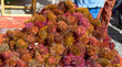 Erizos de mar