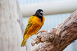 Village weaver (Ploceus cucullatus)