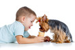 boy kid feeding dog isolated on white background