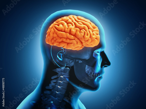 Illustration: Human Brain Anatomy Human Brain Anatomy