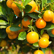 Orange on tree