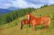 Horses on a summer mountain pasture