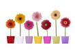 Reihe Gerbera Blumen in bunten Übertöpfen