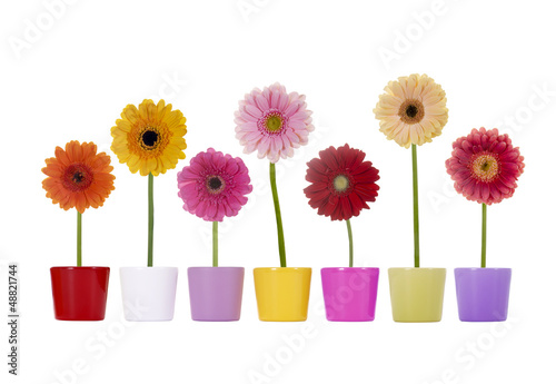 Photo: Reihe Gerbera Blumen in bunten Übertöpfen Reihe Gerbera Blumen in bunten Übertöpfen