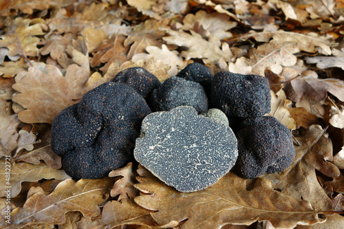 Photo: black truffles (Tuber melanosporum) black truffles (Tuber melanosporum)