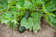 Marrow plant
