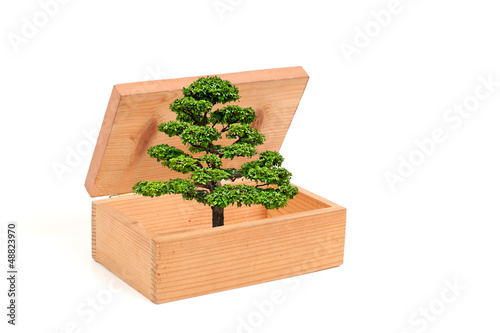 Photo: The tree is going out of the wooden box isolated white backgroun The tree is going out of the wooden box isolated white backgroun
