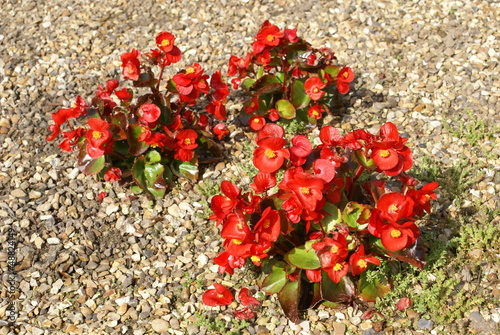 Photo: begonias begonias
