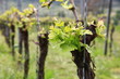Weinreben im Frühling