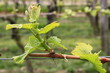 Weinreben im Frühling